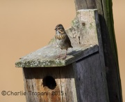 6S3A5033Lincoln's_Sparrow