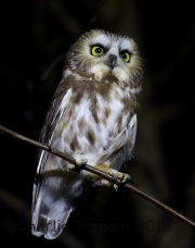 6S3A5399Saw-Whet_Owl