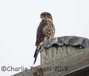 6S3A5509Merlin