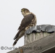6S3A5557Merlin