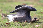 6S3A5803Greater_White-Fronted_Goose
