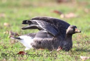 6S3A5806Greater_White-Fronted_Goose