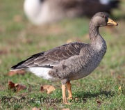 6S3A5845Greater_White-Fronted_Goose