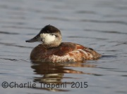 6S3A5901Ruddy_Duck