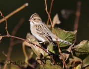 6S3A5948Clay-Colored_Sparrow