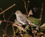 6S3A5952Clay_Colored_Sparrow