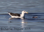 6S3A5970Lesser_Black-backed_Gull