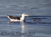 6S3A5971Lesser_Black-backed_Gull