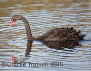 6S3A5987Black_Swan