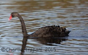 6S3A5989Black_Swan