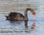 6S3A5994Black_Swan