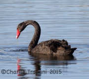 6S3A6004Black_Swan