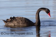 6S3A6009Black_Swan