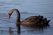 6S3A6030Black_Swan