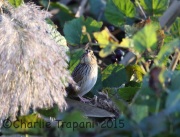 6S3A6062Henslow's_Sparrow