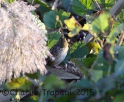 6S3A6068Henslow's_Sparrow