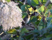6S3A6071Henslow's_Sparrow