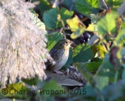 6S3A6079Henslow's_Sparrow