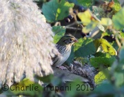6S3A6091Henslow's_Sparrow