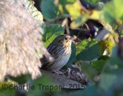 6S3A6104Henslow's_Sparrow
