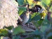 6S3A6105Henslow's_Sparrow