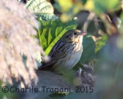 6S3A6118Henslow's_Sparrow