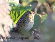 6S3A6126Henslow's_Sparrow