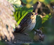 6S3A6133Henslow's_Sparrow