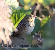 6S3A6134Henslow's_Sparrow