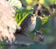 6S3A6135Henslow's_Sparrow