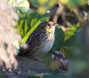 6S3A6138Hesnlow's_Sparrow