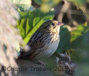 6S3A6139Henslow's_Sparrow