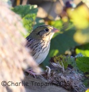 6S3A6142Hesnlow's_Sparrow