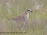A10A6318Pacific_Golden-plover