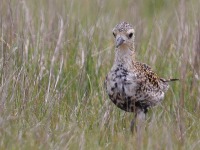A10A6335Pacific_Golden-plover