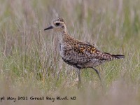A10A6350Pacific_Golden-plover