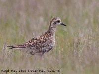 A10A6383Pacific_Golden-plover