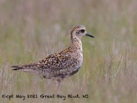A10A6385Pacific_Golden-plover