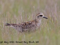 A10A6387Pacific_Golden-plover