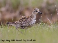 A10A6390Pacific_Golden-plover