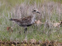 A10A6405Pacific_Golden-plover