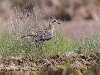 A10A6409Pacific_Golden-plover