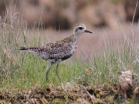 A10A6411Pacific_Golden-plover