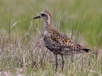 A10A6432Pacific_Golden-plover