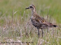 A10A6443Pacific_Golden-Plover