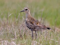 A10A6452Pacific_Golden-plover