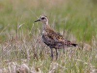 A10A6455Pacific_Golden-plover