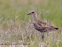 A10A6463Pacific_Golden-plover