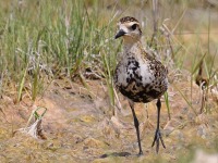 A10A6576Pacific_Golden-Plover