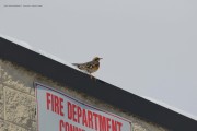 0J6A4958Varied_Thrush copy